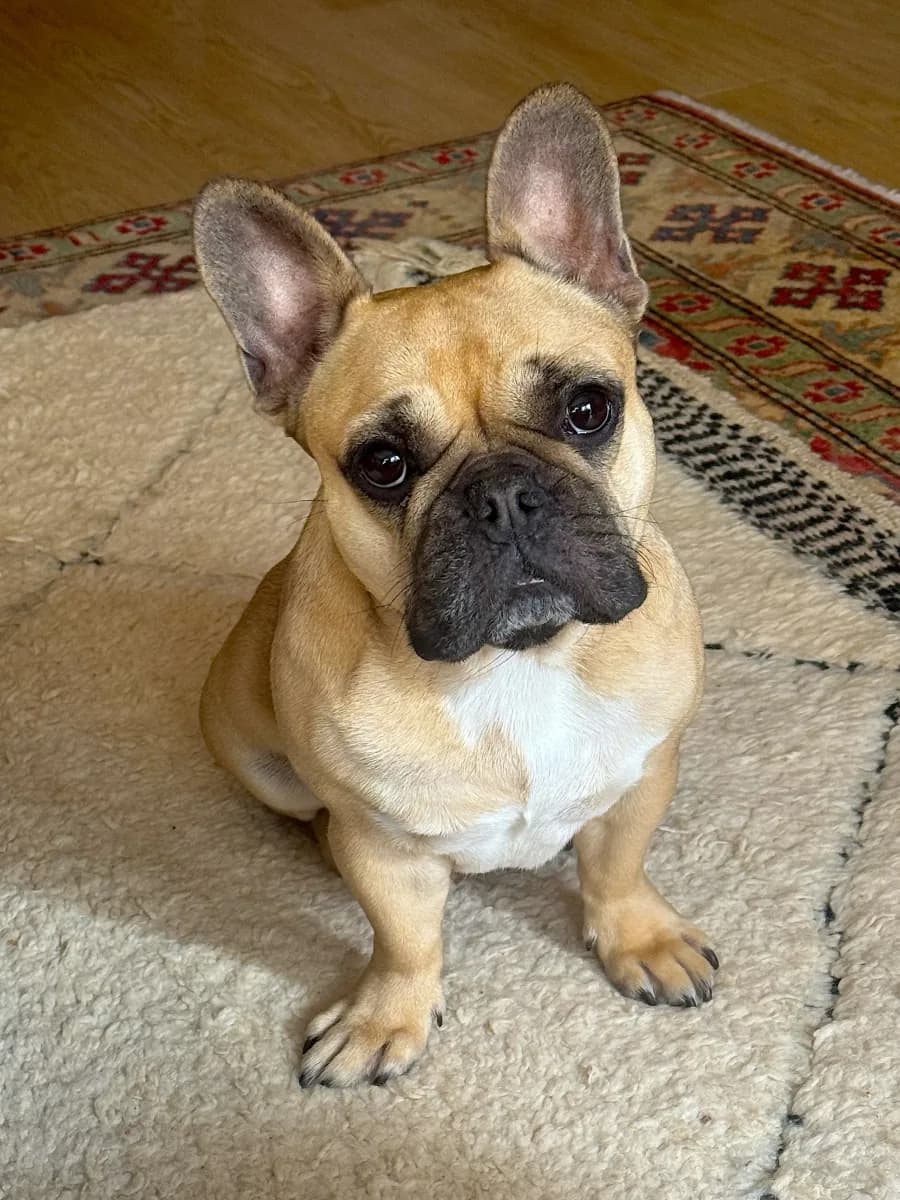 Boogie portrait overlay